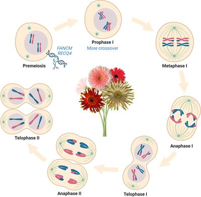 Creating novel ornamentals via new strategies in the era of genome editing